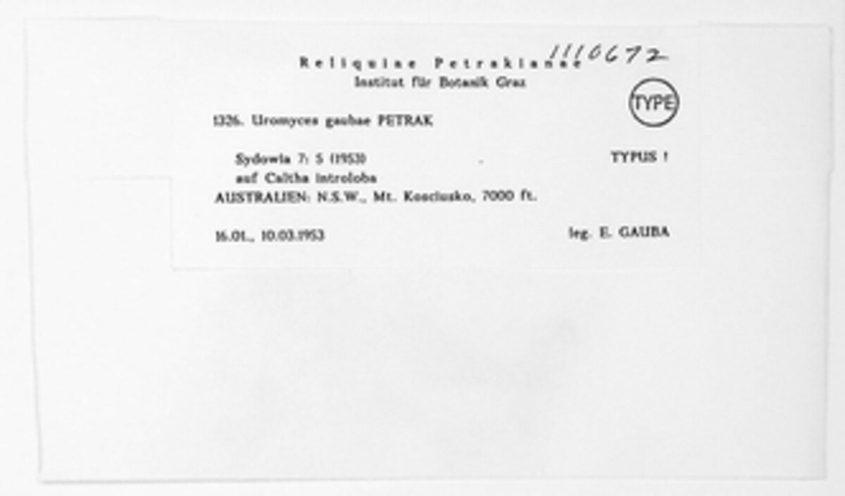 Uromyces gaubae image